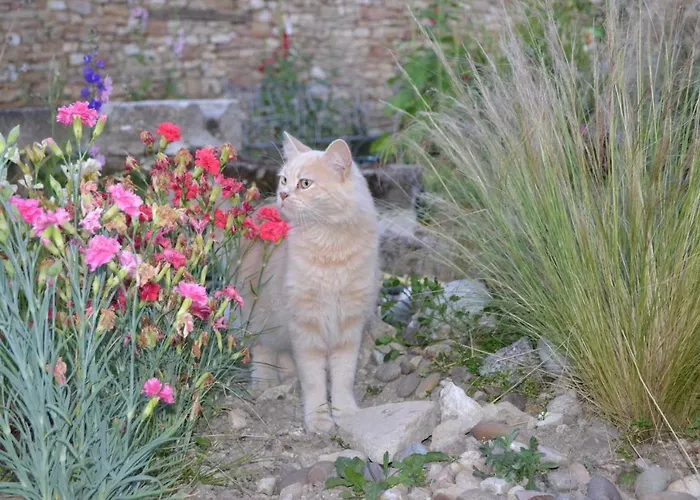 La Ferme Pateli Courouvre